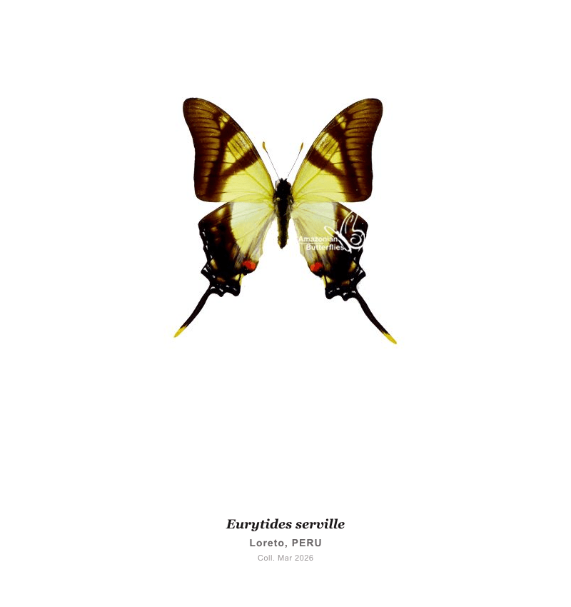 Serville Swordtail