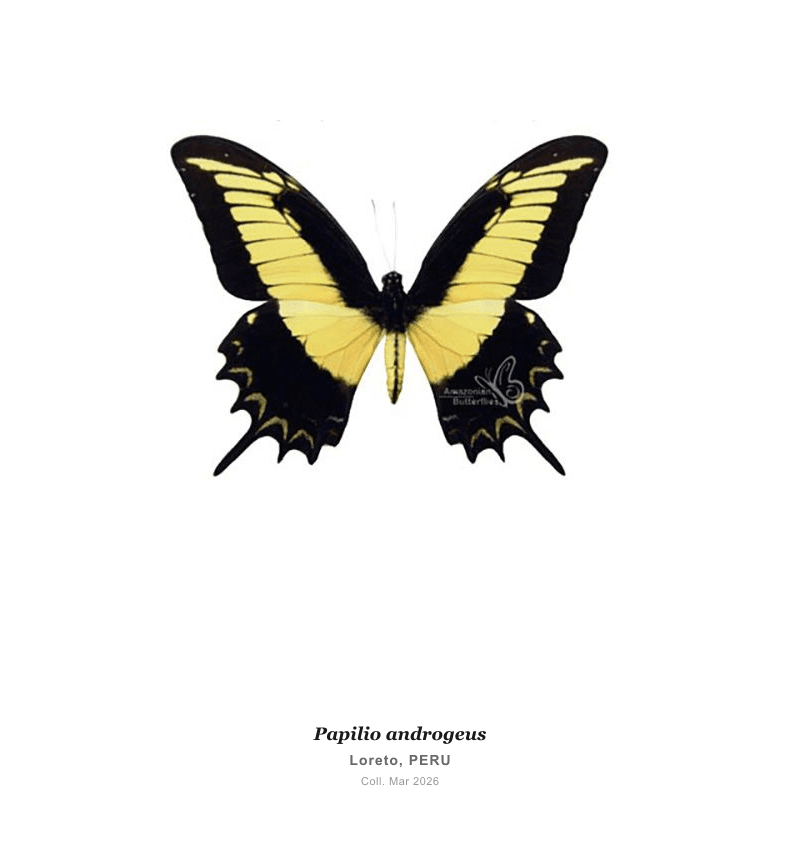 Androgeus Swallowtail