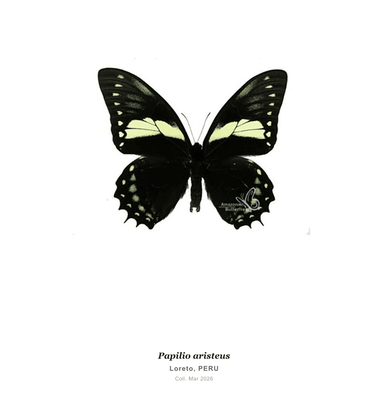 Cola de Golondrina Aristeus