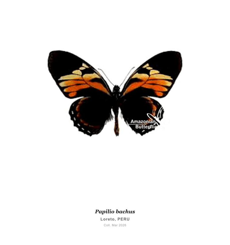 Bachus Swallowtail