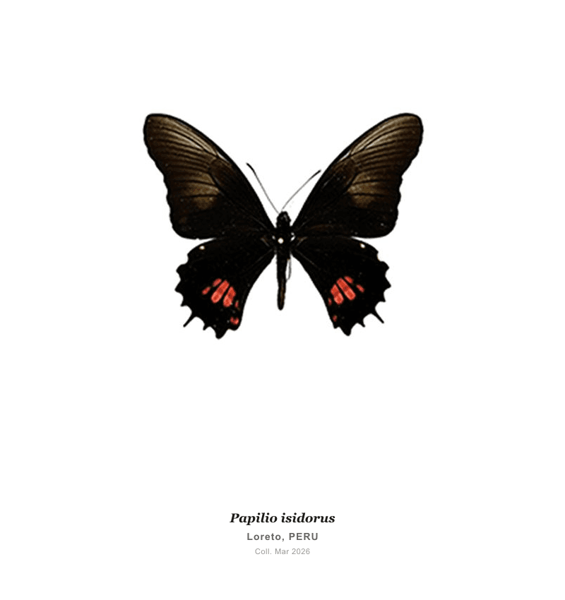 Cola de Golondrina Isidoriana