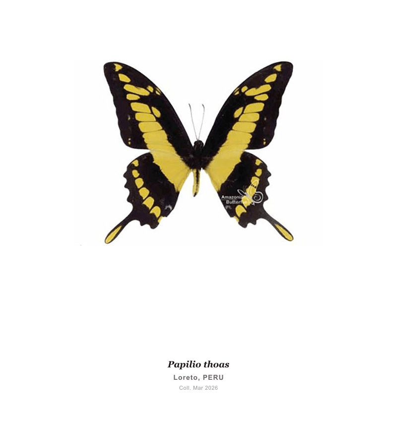 King Swallowtail