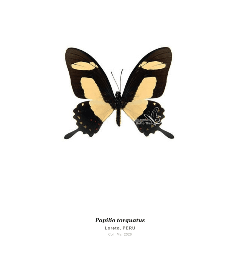 Torquatus Swallowtail