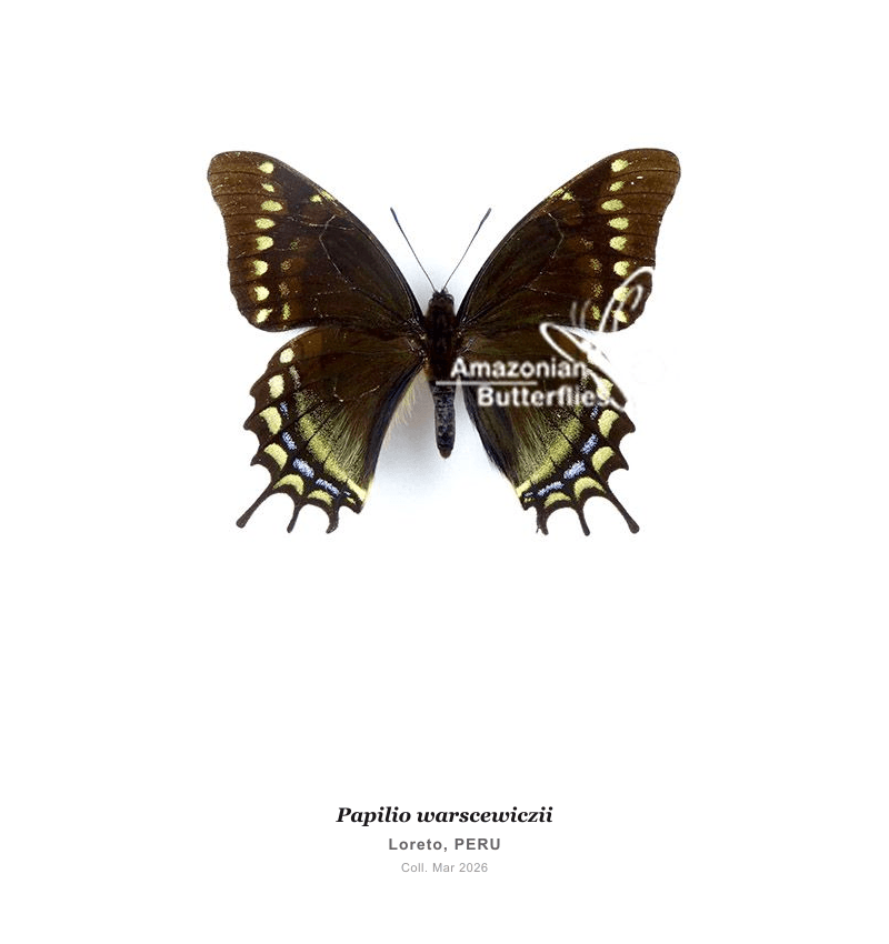 Warscewiczii Swallowtail