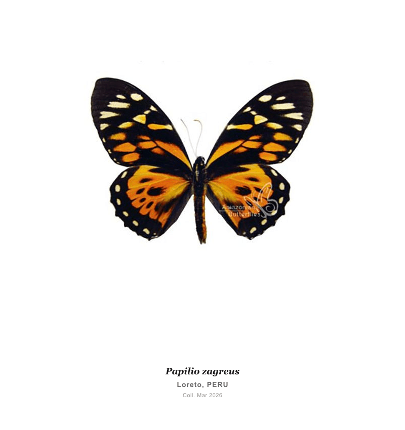Cola de Golondrina Zagreus