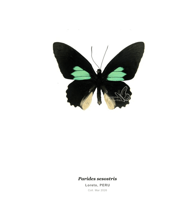 Corazón de Buey Sesostris