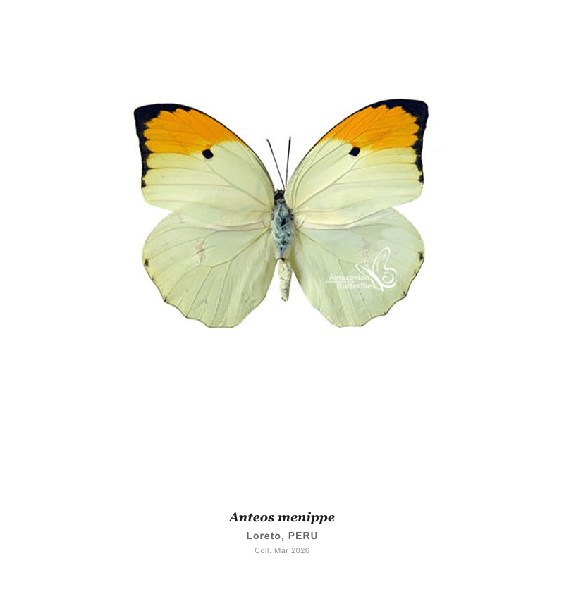 Menippe Brimstone
