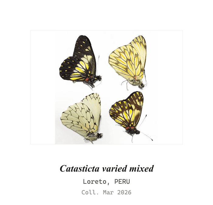Peruvian Mountain Whites
