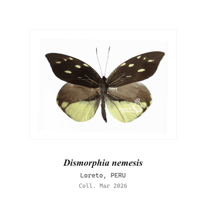 Dismorphia Enigmática