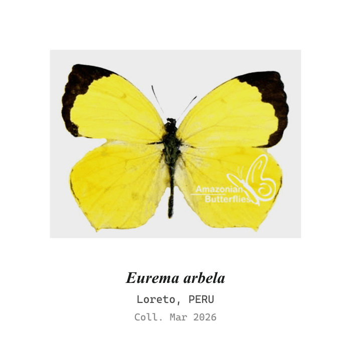 Arbela Yellow