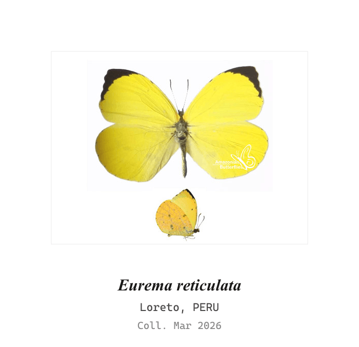 Amarilla Reticulada