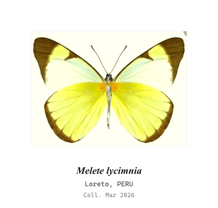 Lycimnia White