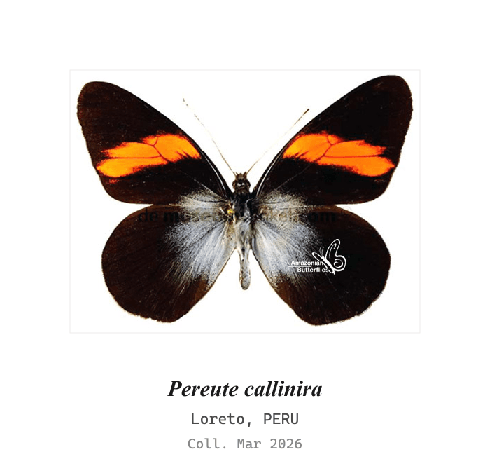 Callinira Mountain White