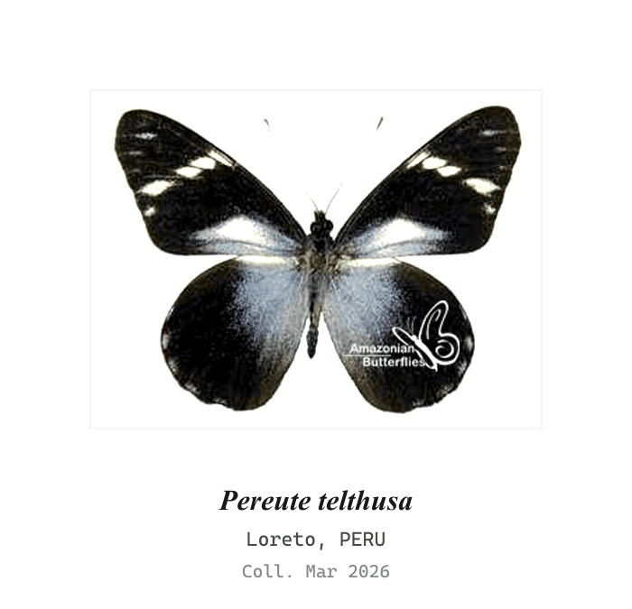 Blanca Telthusa