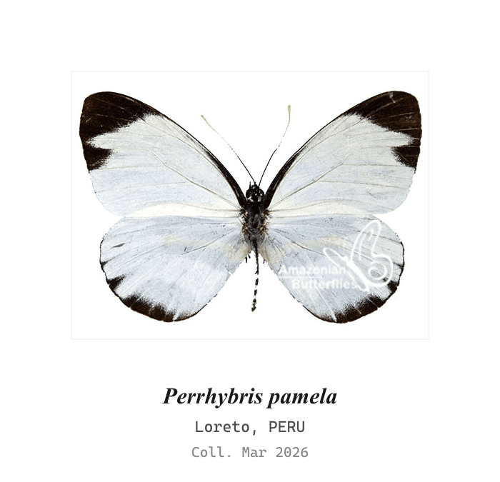 Mimética Pamela