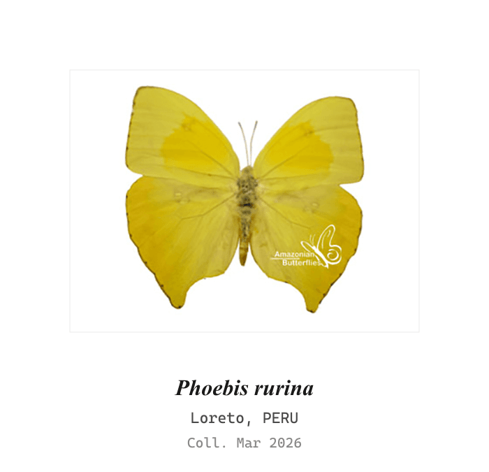 Rurina Sulphur