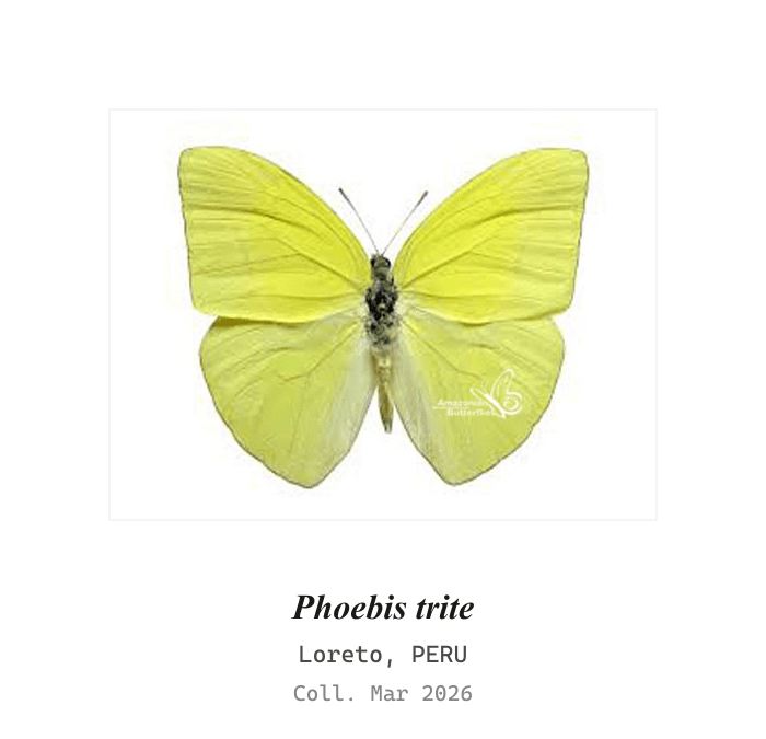 Straight-line Sulphur