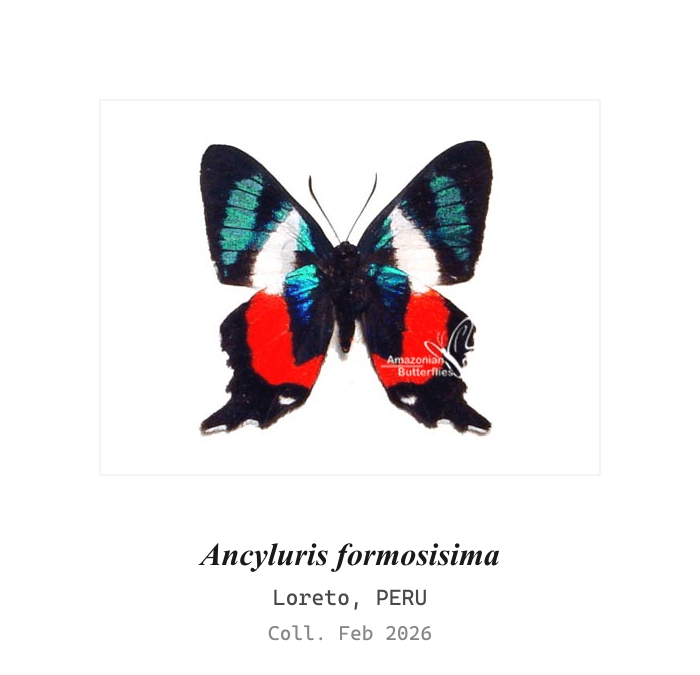 Most Beautiful Metalmark