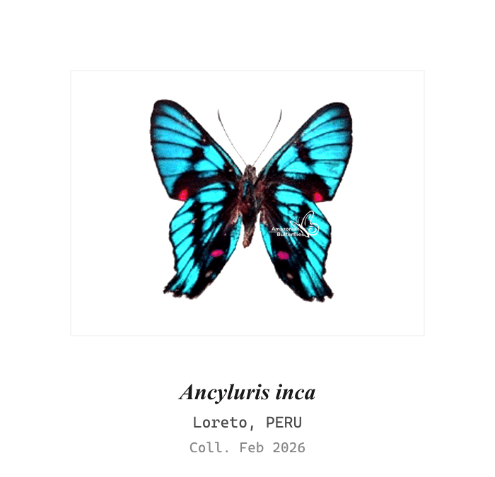 Inca Metalmark