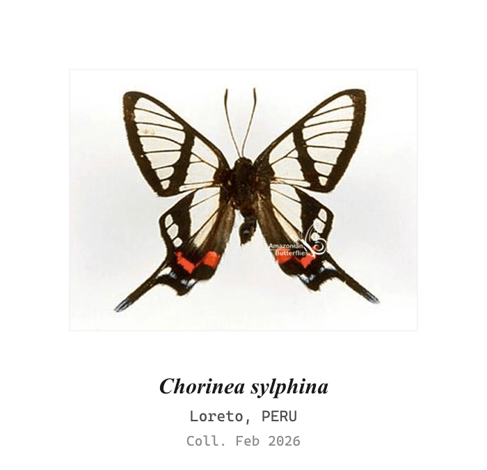 Sylphina Angel