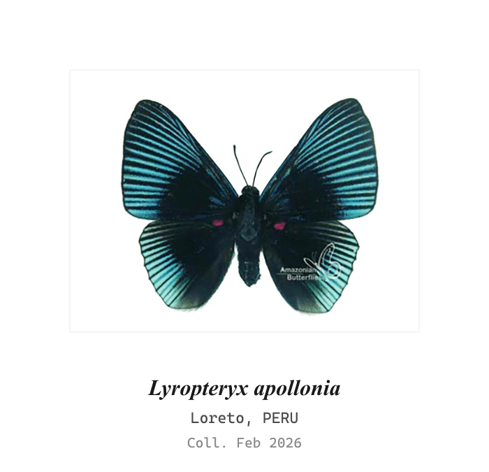 Apollo Metalmark