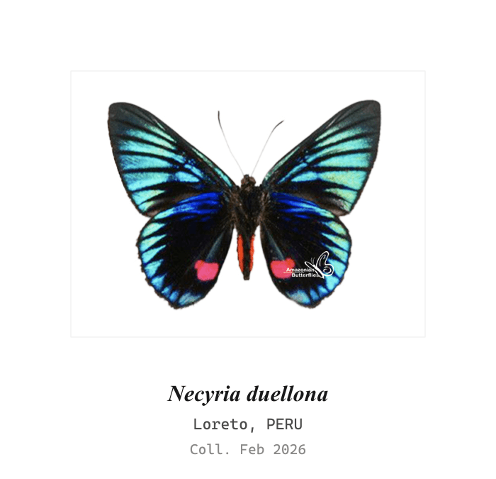 Red-banded Metalmark