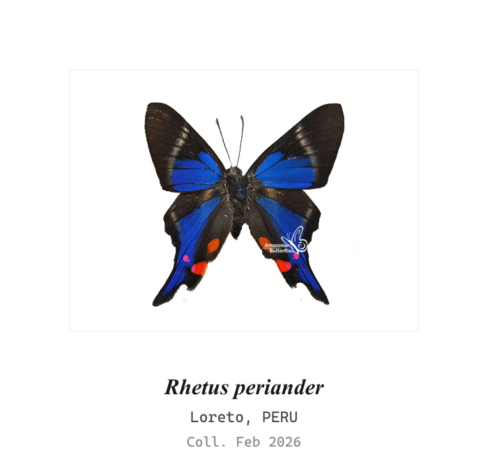 Periander Metalmark