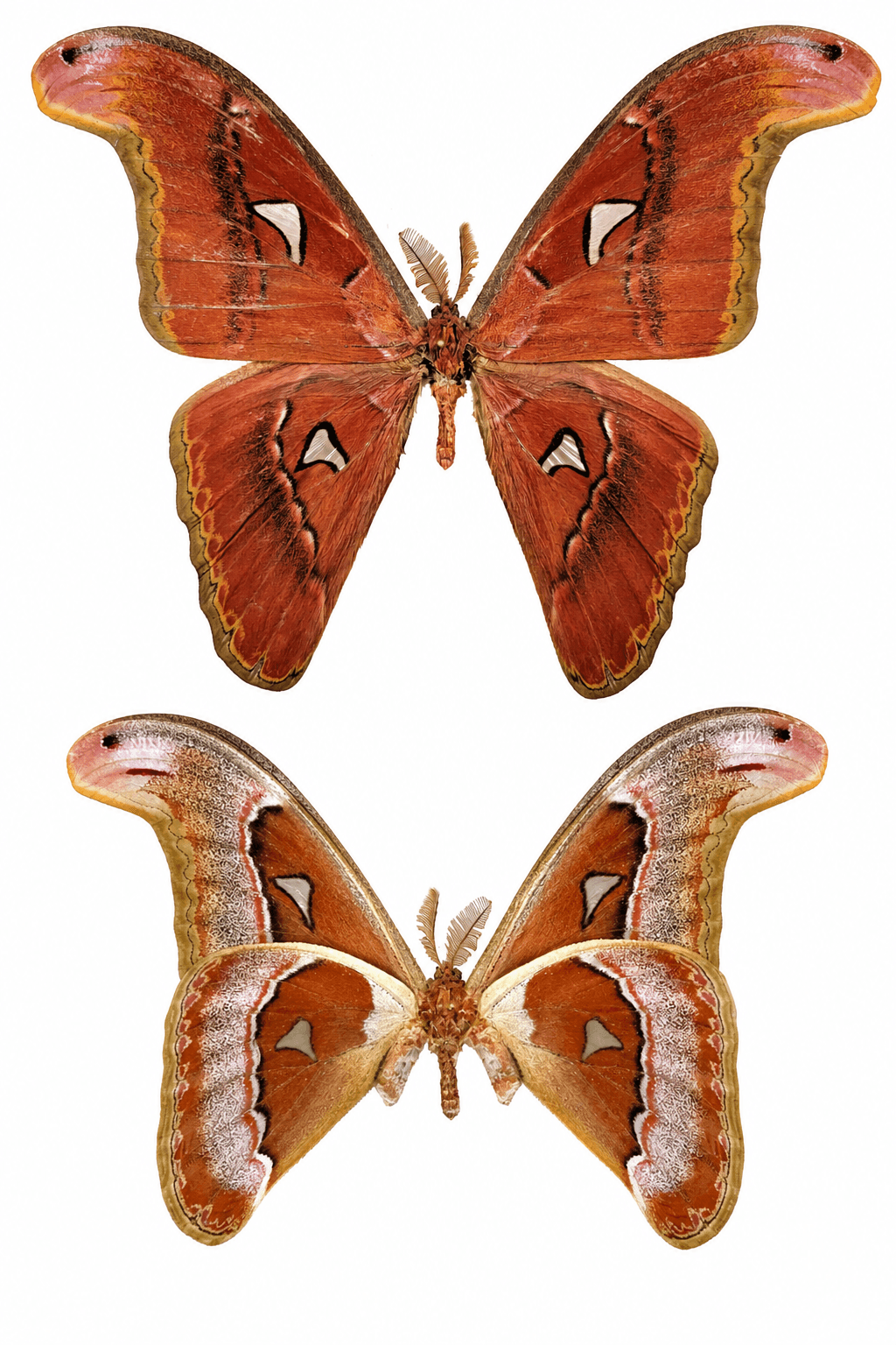 Lorquin's Cobra Moth