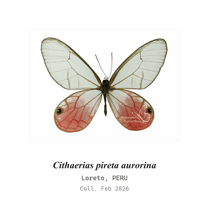 Fantasma Aurora
