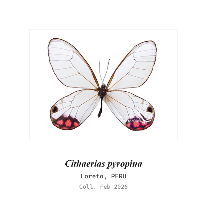 Fantasma Pyropina