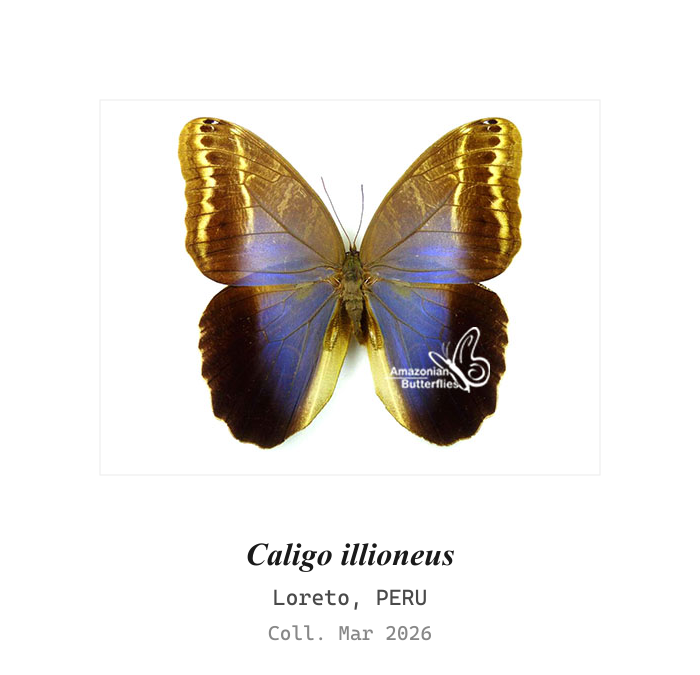 Giant Blue Morpho (Morpho didius) | Kukusa | Kukosa