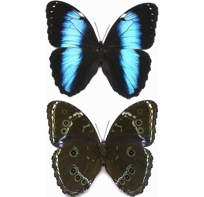 昆虫用品 Peru産 Morpho Rhetenor Cacica 124mm