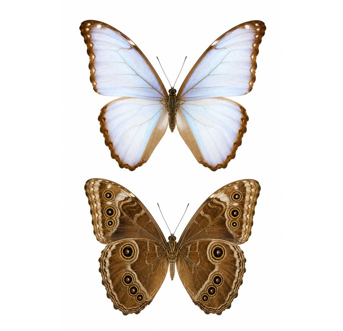 標本 Peru Morpho aurora female 84mm morpho-aurora-female.png