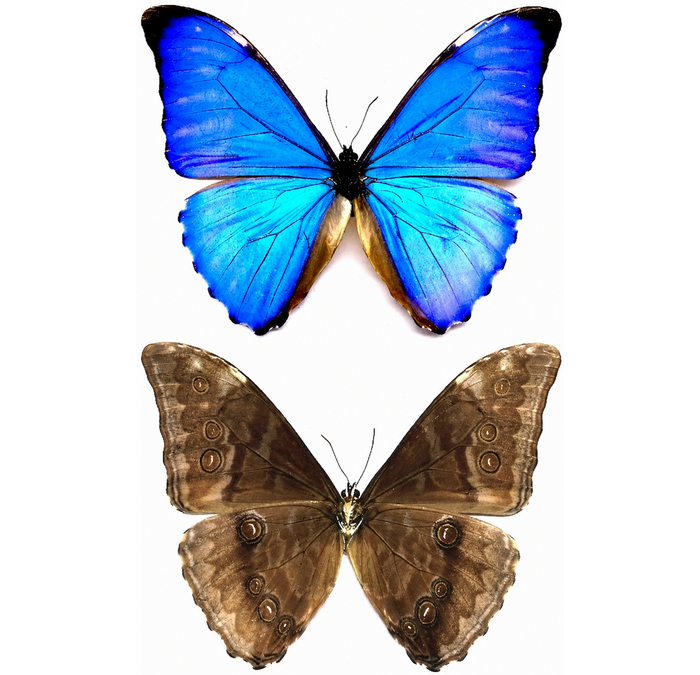 Aurora Morpho (Morpho aurora) | Kukusa | Kukosa