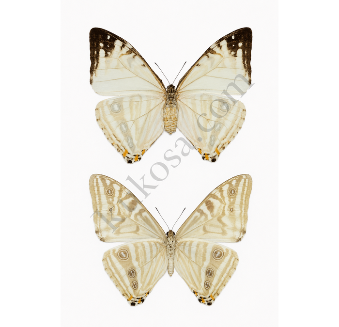 Exotic Butterflies from Peru | Rare Specimens