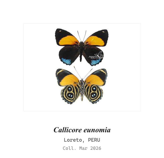 Helena Morpho (Morpho rhetenor helena) | Kukusa | Kukusa