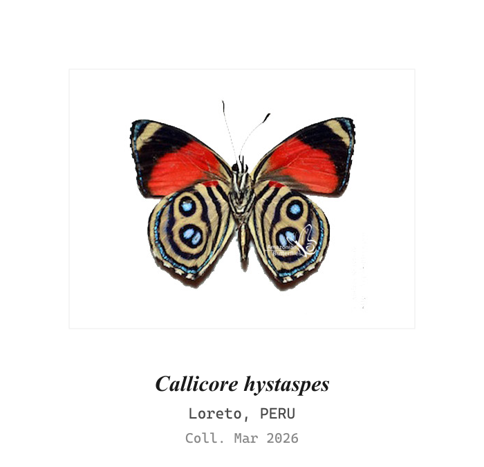 Cacica Morpho (Morpho rhetenor cacica) | Kukusa | Kukusa