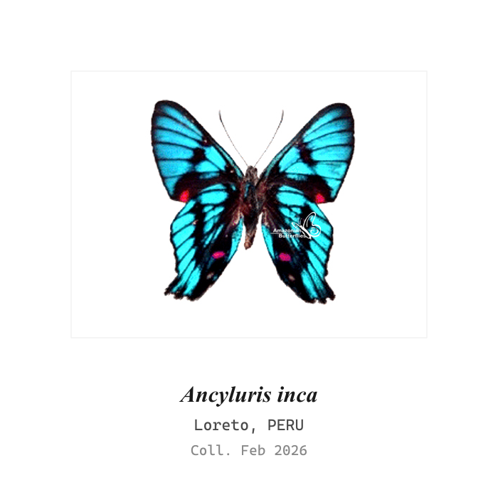 Giant Blue Morpho (Morpho didius) | Kukusa | Kukosa